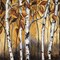 Birchwood Trees on Gold I Poster Print by Patricia Pinto - Item # VARPDX10745